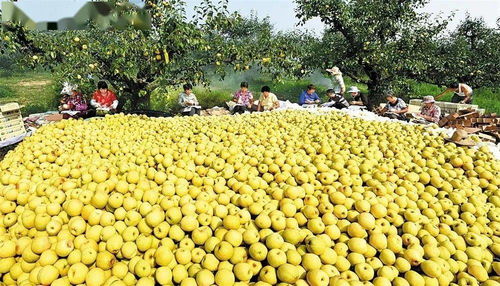 蚌埠羽絨加工基地躋身全省六強(qiáng)，區(qū)域特色產(chǎn)業(yè)迎來(lái)發(fā)展新契機(jī)